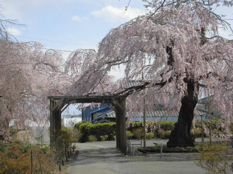 あずみ苑栃木大町 in 栃木市, 栃木県 photo 3