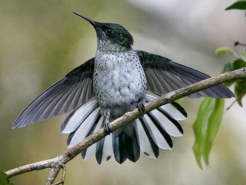 Colibri - Hogar de Ancianos in Osorno, Región de Los Lagos photo 2