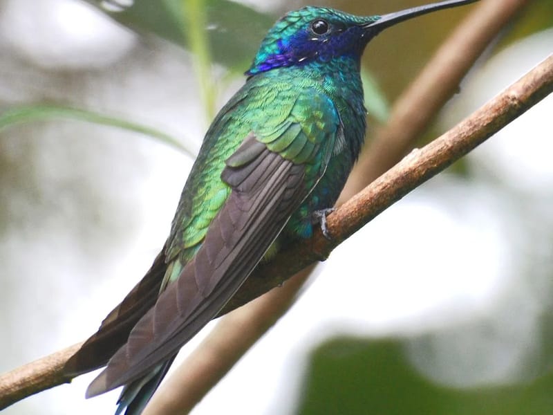 Colibri - Hogar de Ancianos in Osorno, Región de Los Lagos photo 1