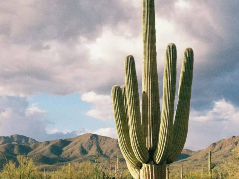 Barron & Associates, P.C. of Counsel To DeConcini, McDonald Yetwin & Lacy - Elder Law in Phoenix, AZ photo 2