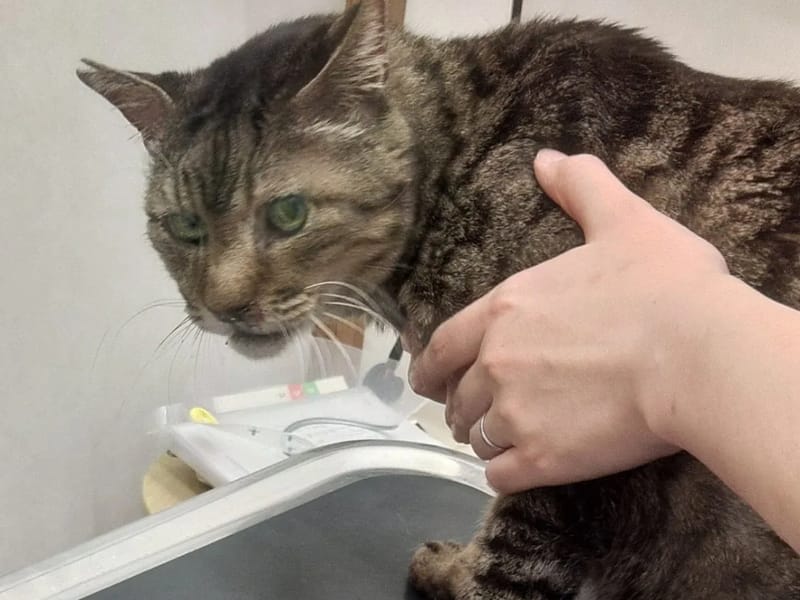 ねこの手 - 有料老人ホーム in 松原市, 大阪府 photo 3