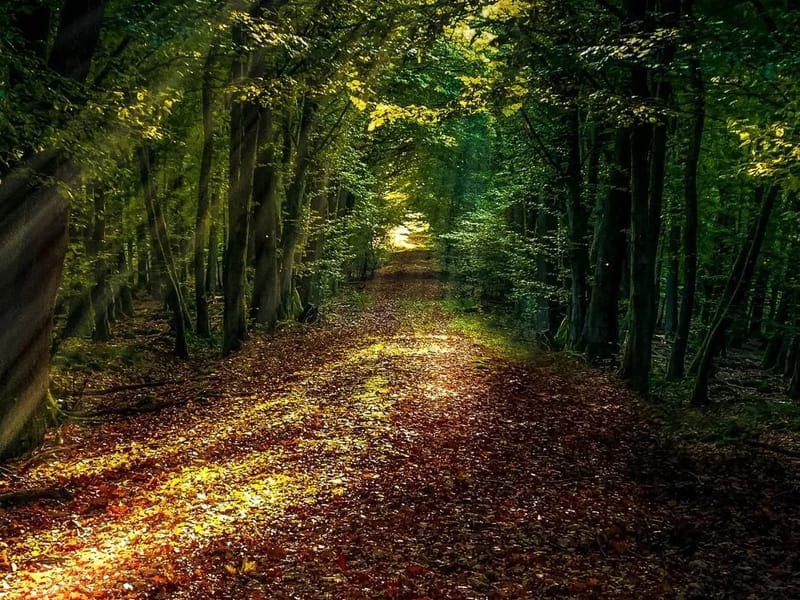 AUTUMN PATHWAYS INC - Home Health Nursing in Baltimore, MD photo 3
