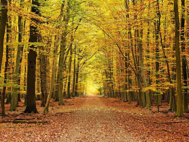 AUTUMN PATHWAYS INC - Home Health Nursing in Baltimore, MD photo 1
