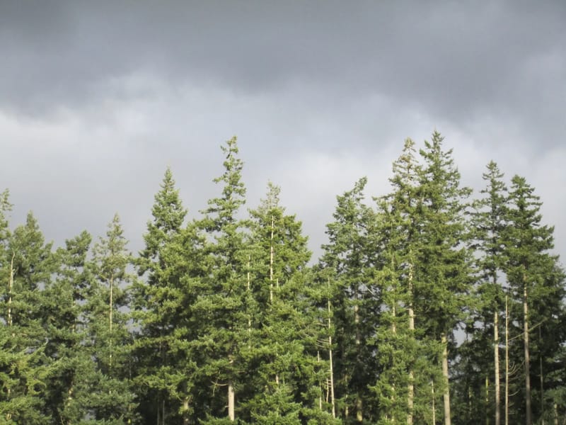 Tree Tops - In-Home Care in Burton-On-Trent, England photo 2
