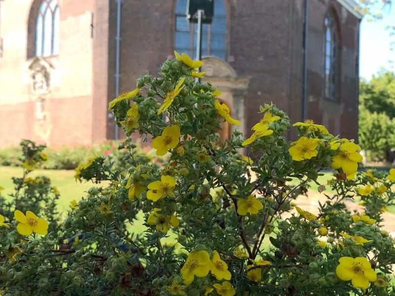 Van Harenshuus - Begeleid Wonen in St.-Annaparochie, Friesland photo 3