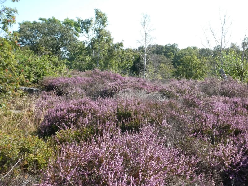 Ljungen Hemvård - Hemtjänst in Lidköping, Västra Götalands län photo 2